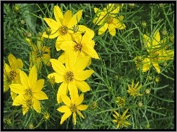 Nachyłek okółkowy, Żółte, Kwiaty